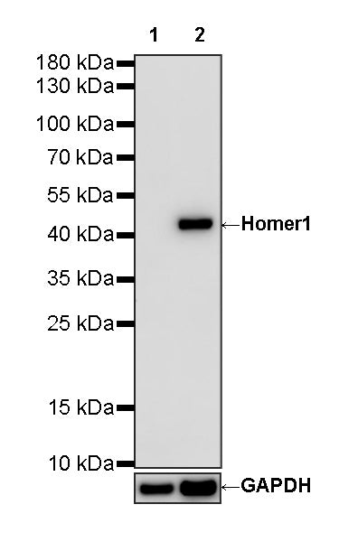 Homer1 Recombinant Rabbit mAb (S-3405-360)