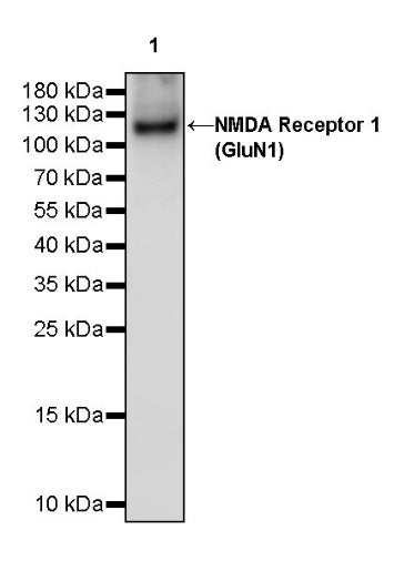 NMDA Receptor 1 (GluN1) Recombinant Rabbit mAb (S-2107-40)