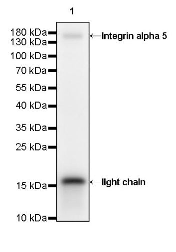 Integrin alpha 5 Recombinant Rabbit mAb (S-381-37)