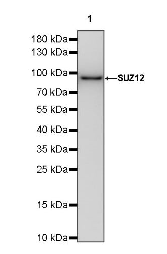 SUZ12 Recombinant Rabbit mAb (S-1689-3)