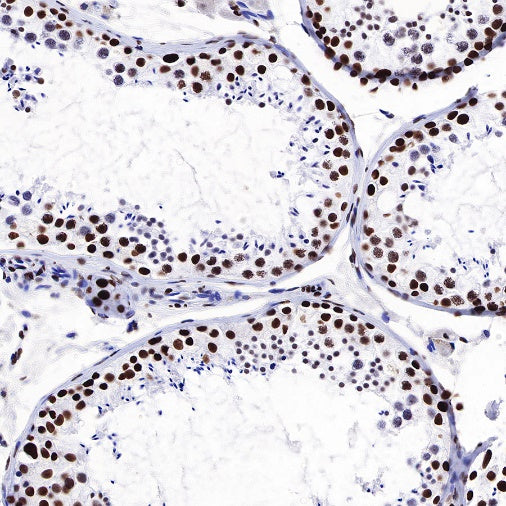 Histone H3 (acetyl K27) Rabbit pAb