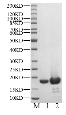 PARP15 Protein, Human