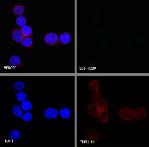 FGFR2 Recombinant Rabbit mAb (S-R239)
