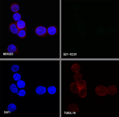 FGFR2 Recombinant Rabbit mAb (S-R239)