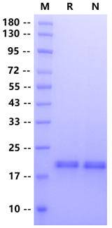 KGF/FGF-7 Protein, Mouse