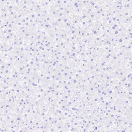Synaptopodin Recombinant Rabbit mAb (SDT-3331-4)
