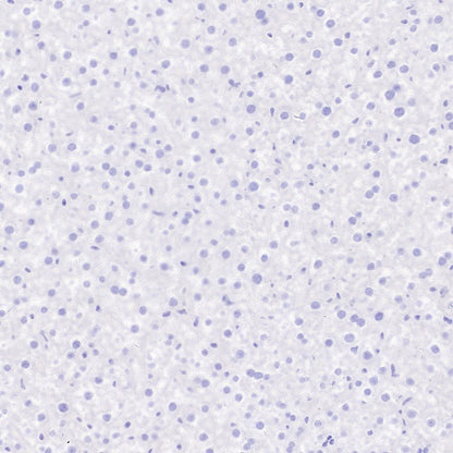 Synaptopodin Recombinant Rabbit mAb (SDT-3331-4)