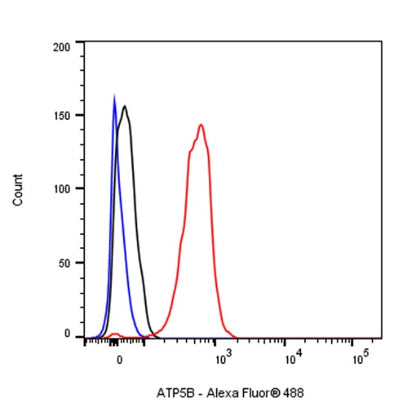 ATP5B Recombinant Rabbit mAb (S-1271-29)