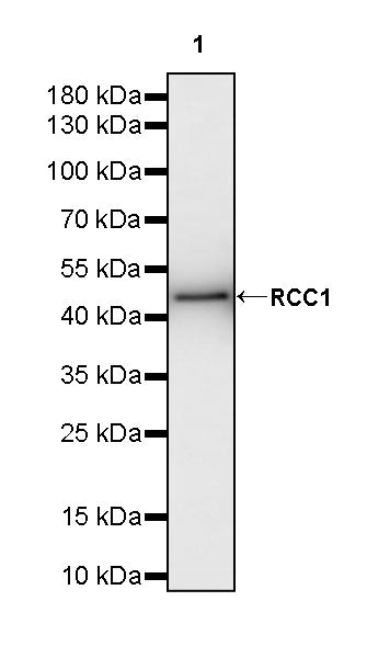 RCC1 Recombinant Rabbit mAb (S-4864)