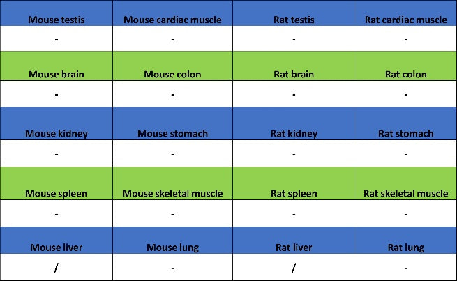 NUT Recombinant Rabbit mAb, PBS Only (SDT-3062)