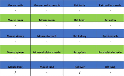 NUT Recombinant Rabbit mAb, PBS Only (SDT-3062)