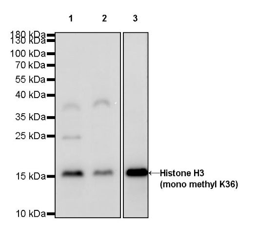 Histone H3 (mono methyl K36) Rabbit polyclonal antibody