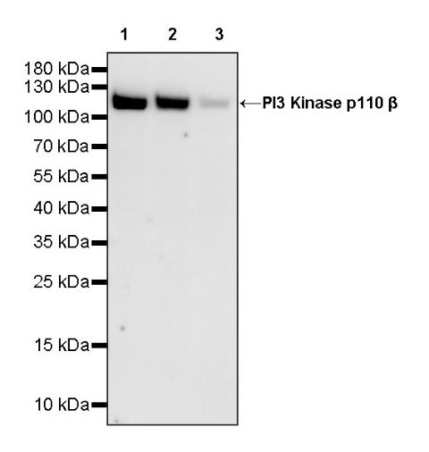 PI3 Kinase p110β Recombinant Rabbit mAb (S-1193-115)