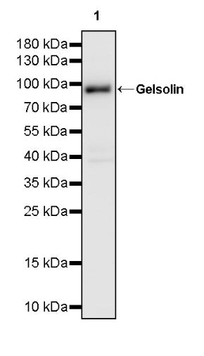 Gelsolin Rabbit Polyclonal Antibody