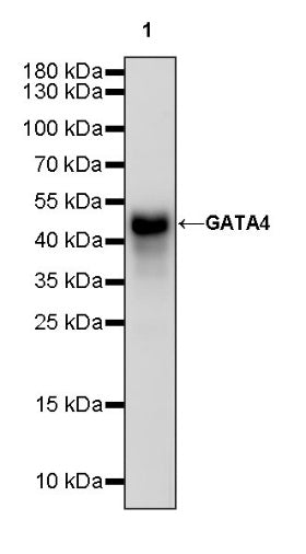 GATA4 Recombinant Rabbit mAb (S-1428-141)