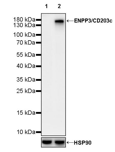 ENPP3/CD203c Recombinant Rabbit mAb (S-1632-11)