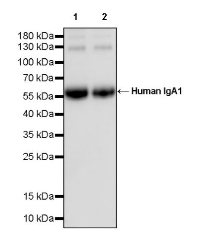 Human IgA1 Recombinant Rabbit mAb (S-2513-50)