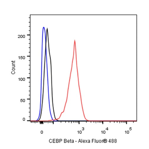 CEBP Beta (C-terminal) Recombinant Rabbit mAb (S-773-48)