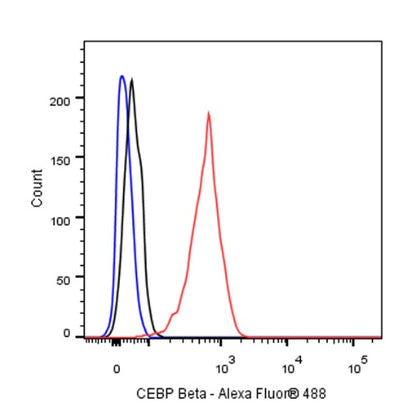 CEBP Beta (C-terminal) Recombinant Rabbit mAb (S-773-48)