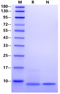 IGF-I Protein, Mouse