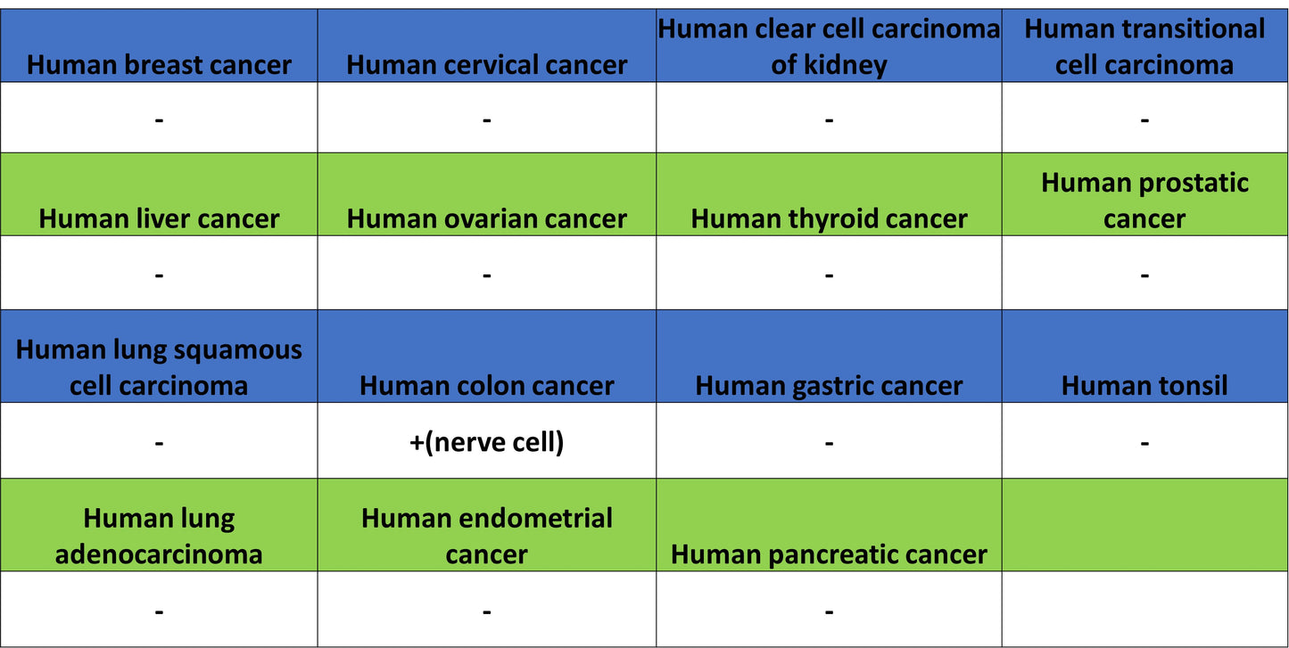 pan SCN Recombinant Rabbit mAb (S-5038)