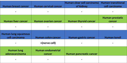 pan SCN Recombinant Rabbit mAb (S-5038)
