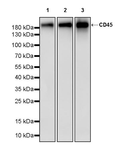 CD45 Recombinant Rabbit mAb (S-3361)