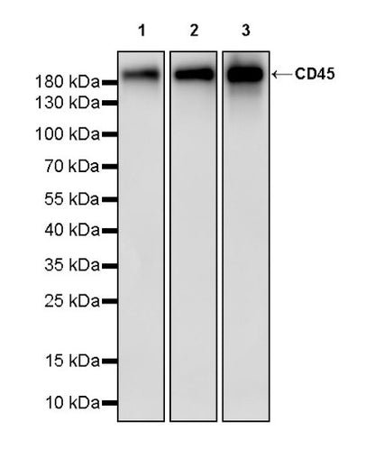 CD45 Recombinant Rabbit mAb (S-3361)