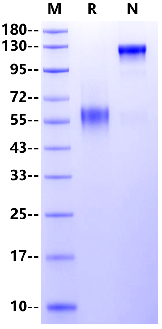 4-1BB/TNFRSF9 Fc Chimera Protein, Mouse