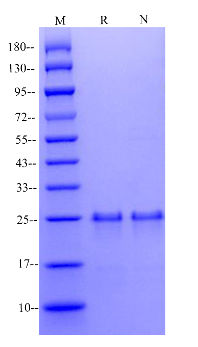 Bcl-x/BCL2L1 Protein, Human
