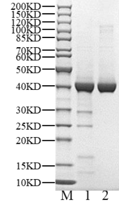 MVK His&Strep Tag Protein, Human