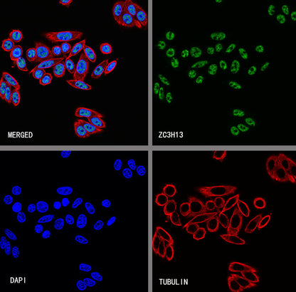 ZC3H13 Recombinant Rabbit mAb (S-5530)
