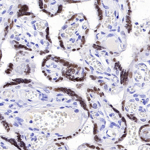 ATF3 Recombinant Rabbit mAb (SDT-4100)