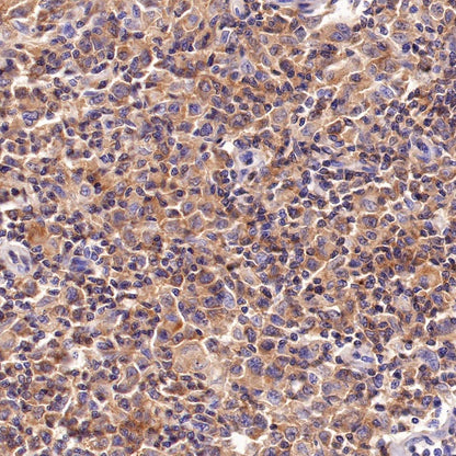 CD48 Recombinant Rabbit mAb (S-R265)