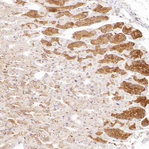SHMT2/SHMT Recombinant Rabbit mAb (S-1581-5)