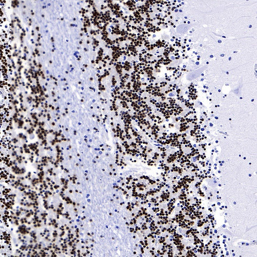 NeuN Recombinant Rabbit mAb (S-392-1)