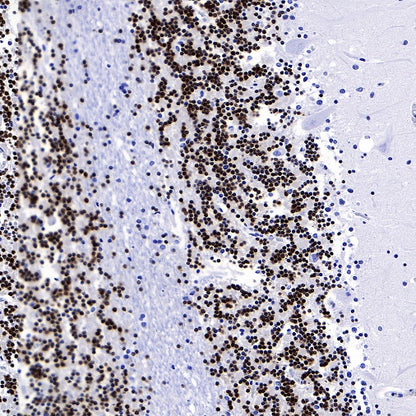NeuN Recombinant Rabbit mAb (S-392-1)