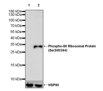 Phospho-S6 Ribosomal Protein (Ser240/244) Recombinant Rabbit mAb (S-R248)
