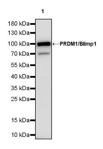 PRDM1/Blimp1 Recombinant Rabbit mAb (S-1972-3)
