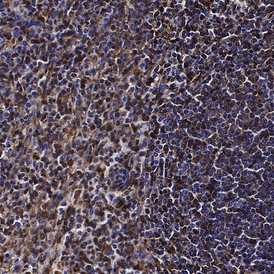 GBP2 Recombinant Rabbit mAb