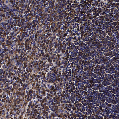 GBP2 Recombinant Rabbit mAb