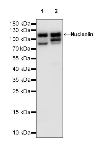 Nucleolin Rabbit Polyclonal Antibody