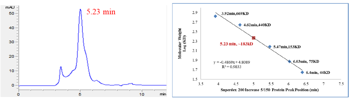 SGK3 GST Tag Protein, Human