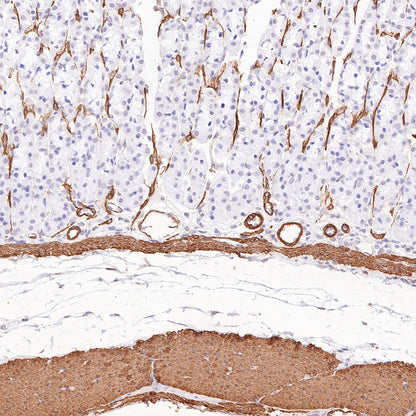 alpha smooth muscle Actin Recombinant Mouse mAb (SDT-R142)