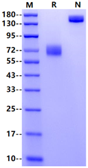 IL-10 R beta Fc Chimera Protein, Mouse