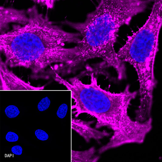 β-actin Recombinant Rabbit mAb (Alexa Fluor® 647 Conjugate) (SDT-R015)