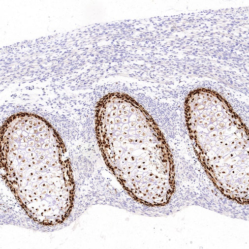 Sp7/Osterix Recombinant Rabbit mAb (SDT-3238-16)