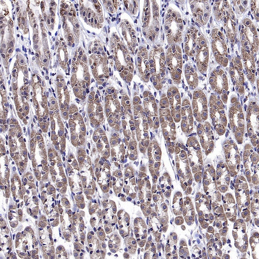 LONP1 Rabbit Polyclonal Antibody
