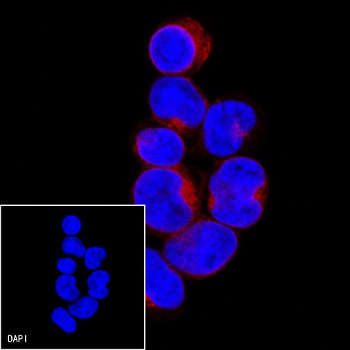 CD3 epsilon Recombinant Rabbit mAb (Alexa Fluor® 594 Conjugate) (S-241-49)