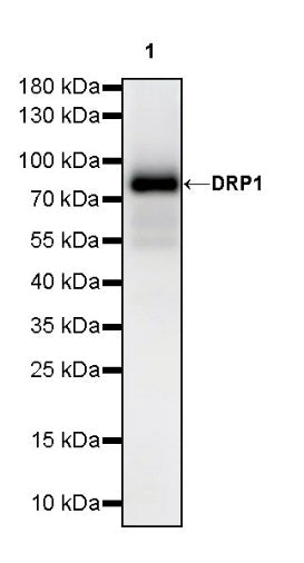 DRP1 Recombinant Rabbit mAb (S-1927-27)